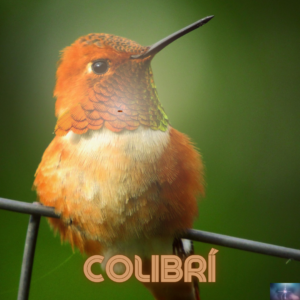 3 Hoponopono 300x300