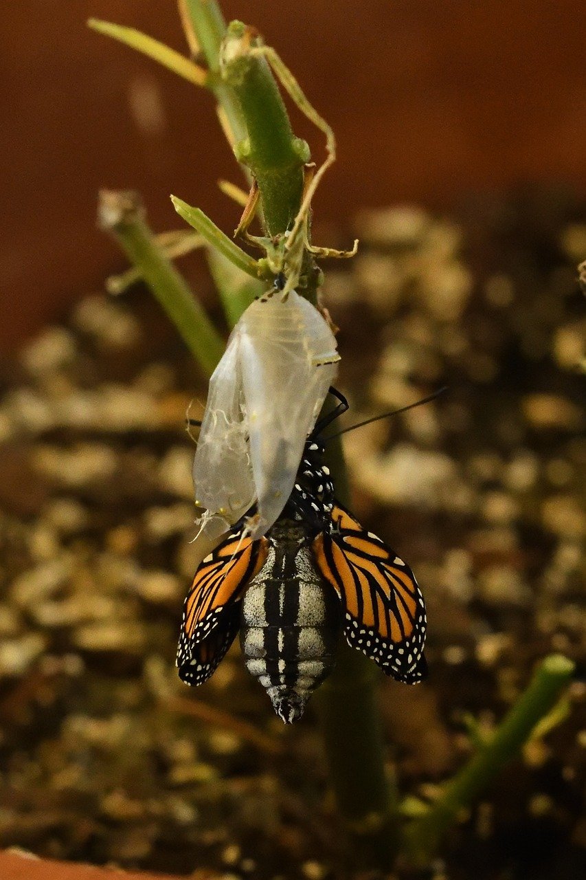 chrysalis 5117771 1280